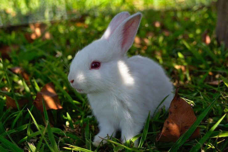 Por qué los conejos blancos tienen los ojos rojos